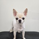 올리브 애견 | 안양 애견 목욕 전문! 올리브멍!