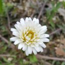 꽃민들레 이미지