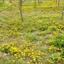 제주민들레 이미지