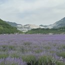 무릉별유천지 진입로 이미지