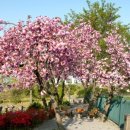 면천군자정 이미지