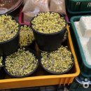못골 이미지