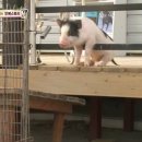 민지농장 이미지