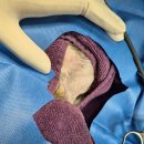 개봉동물병원 이미지