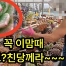 이맘때 꼭~ 사고?나는...약해? 농도장해?일소피해??? 이것이 정답...친환경자재 살충, 살균 이미지