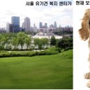 한국 보더콜리 구조협회와 연계 동물보호단체 서울 유기견 복지 센타 이미지