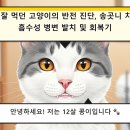 만호초등학교 | 밥 잘 먹는 고양이 콩이, 송곳니 치아 흡수성 병변(FORL) 발치 후기