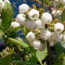 이명희농장 이미지