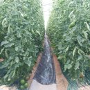 흑토랑농장 이미지