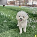 도그레이 | 도그레이 애견유치원 애견호텔 본점 선택 전 볼 핵심 정보와 체크포인트