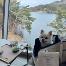 럭키켄넬 | [원주 카페/흥업면 카페] 🌊 저수지 뷰가 정말 멋진 대형 베이커리 카페, 카페 고래호수 내돈내산 후기