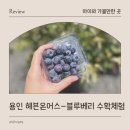 배정농장 | 용인 블루베리 딸기 수확 농장 체험 아이랑 가볼 만한 곳 헤븐온어스 후기
