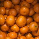 효창농장 이미지