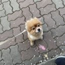 서른살나의펫2 이미지