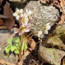 팔현1리 | ■천마산 팔현계곡 야생화 탐방 산행후기