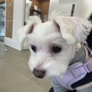 24시예담동물의료센터 이미지