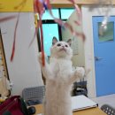 고양이호텔코자냥 이미지