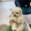 마마스미독 강아지 분양 김해점 이미지