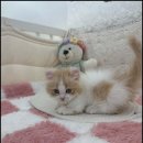 더 반려 강아지분양 고양이분양 잠실본점 네이버블로그