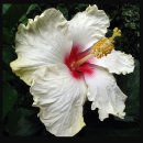 나의 꽃 사진과 내가 좋아 하는 화가 조지아 오키프의 꽃 그림 비교... 이미지