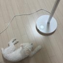 롯데백화점리틀그라운드 | 명동 롯데백화점 본점 키네틱그라운드에서 요즘 핫한 [코이세이오 방문 후기]