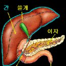 쓸개가 하는 일 이미지