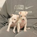 도그의 품격 이미지