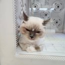 아이캣 고양이미용 호텔 이미지