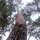 장대서원 이미지