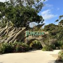 광산구-081 | 오키나와 정글리아 정글리안 페스티벌 아이랑 오픈런 눈치게임 성공 꿀팁