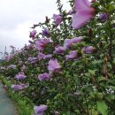 모듬내길 이미지