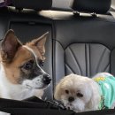 월항면 마을회관 | 강아지랑 성주 여행 코스 &amp; 대구 근교 애견펜션 푸르댕댕 🐶