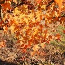 와룡산청룡사앞 이미지