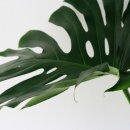 아크릴화 그리기 이미지