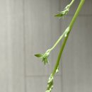 5月記 : 콩콩박박 🥜🫛🍈🍉