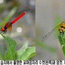 꼬마잠자리