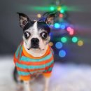 어쩔댕댕 이미지