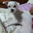 정림초등학교 이미지