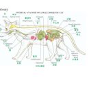 질병) 횡격막 & 횡격막 허니아 & 횡격막 헤르니아 이미지