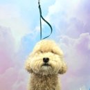 오늘 더 예쁘개 이미지