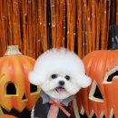 안아줄개 이미지