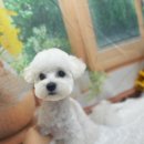 호이펫샵 - 강북구 한천로144길 65 | 호이펫샵