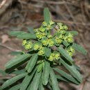 흰대극(Leafy Spurge, Wolf's-milk) 이미지