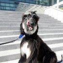 청양가축수정란이식센터 | [서울經濟] [문병도의 톡톡 생활과학]복제된 동물이 식탁에 오른다면?