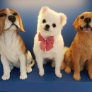 애견미용 이미지