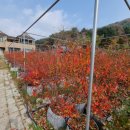 청산 블루베리 이미지