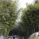 전남 담양 대나무골 테마공원 이미지