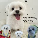 냠냠만덕 | 만덕 애견미용 추천 픽업 출장 미용 다 가능한 달달그루밍