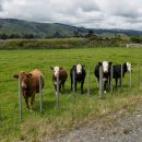 키아오라 이미지