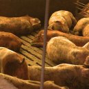 양돈 농장 이미지